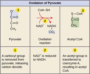 In order for pyruvate, the product of glycolysis, to enter the next pathway, it must undergo several changes. The conversion is a three-step process