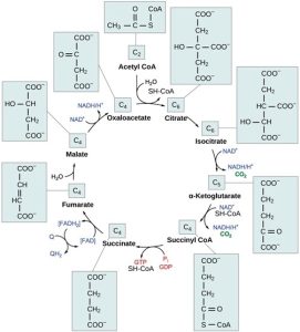 Oxidation of Pyruvate and the Citric Acid Cycle – Biology 2e Part I ...