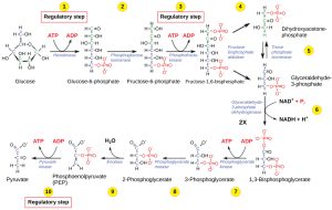 Regulation Of Cellular Respiration – Biology 2e Part I, 2nd Edition