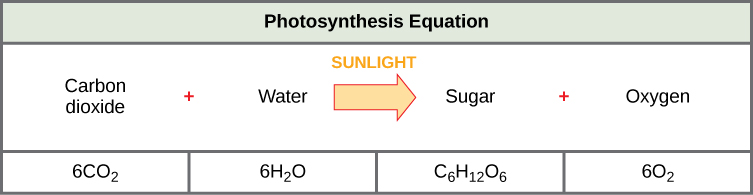 The photosynthesis equation is shown. According to this equation, six carbon dioxide and six water molecules produce one sugar molecule and six oxygen molecules. The sugar molecule is made of six carbons, twelve hydrogens, and six oxygens. Sunlight is used as an energy source.