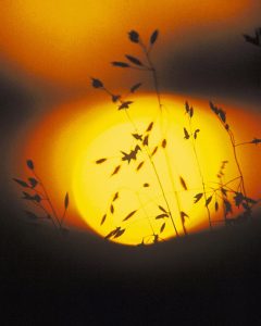 A photo shows the silhouette of a grassy plant against the sun at sunset.