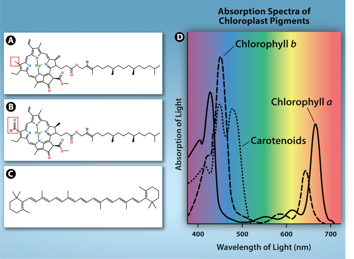 The Light-Dependent Reactions Of Photosynthesis – Biology 2e Part I ...