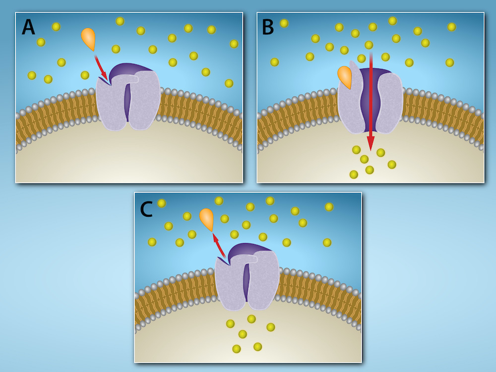 A gated channel is closed within the plasma membrane. A signaling molecule binds to a site on the channel protein, and the channel opens. When the signaling molecule is no longer bound, the channel closes.