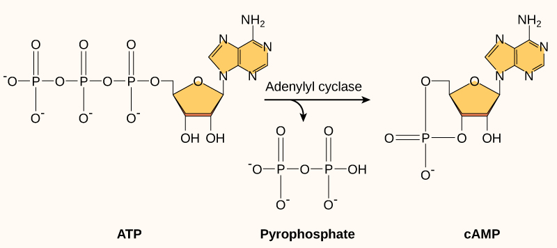 Cyclic A M P is made from A T P by the enzyme adenylyl cyclase. In the process, a pyrophosphate molecule composed of two phosphate residues is released. Cyclic A M P gets its name because the phosphate group is attached to the ribose ring in two places, forming a circle.