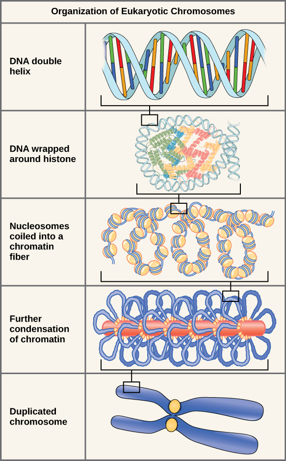 Illustration of organization of eukaryotic chromosomes
