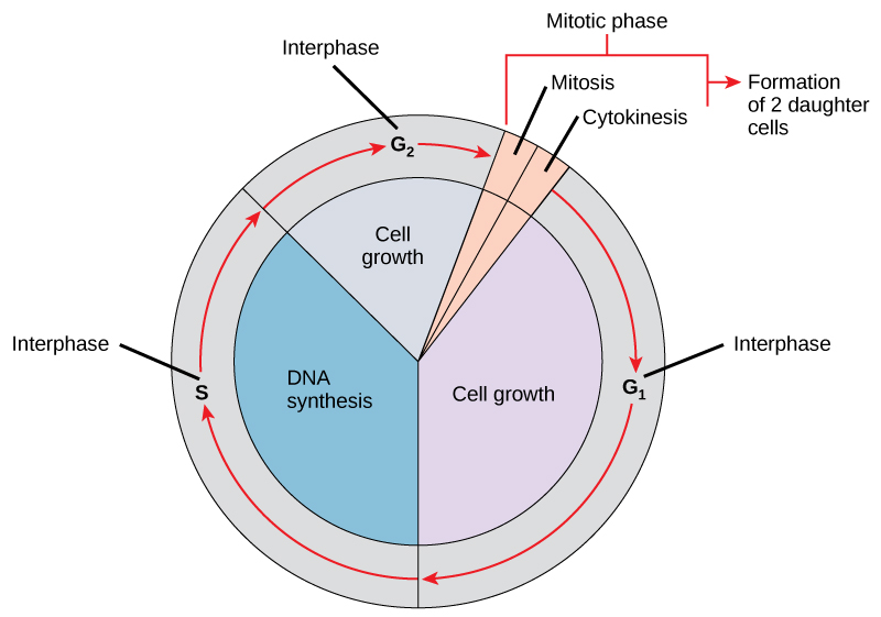 Like a clock, the cell cycles from interphase to the mitotic phase and back to interphase. Most of the cell cycle is spent in interphase, which is subdivided into G subscript 1 baseline, S, and G subscript 2 baseline phases. Cell growth occurs during G subscript 1 baseline, D N A synthesis occurs during S, and more growth occurs during G subscript 2 baseline. The mitotic phase consists of mitosis, in which the nuclear chromatin is divided, and cytokinesis, in which the cytoplasm is divided, resulting in two daughter cells.