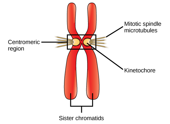 Each sister chromatid develops a protein structure called a kinetochore that assemble on specific parts of DNA in its centromeric region