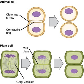 Two illustrations of an animal cell and plant cell