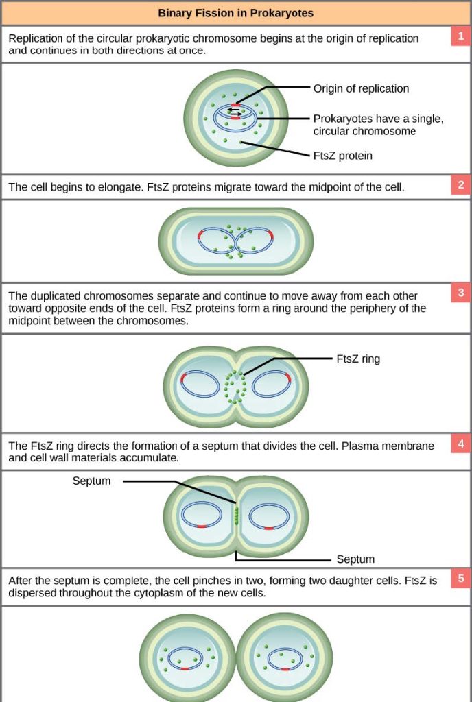 These images shows the steps of the replication of the chromosome beginning at the origin of replication in the consequent binary fission in prokaryotes.