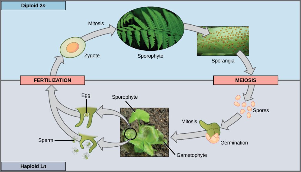This illustration shows the life cycle of fern plants. The diploid (2n) zygote undergoes mitosis to produce the sphorophyte, which is the familiar, leafy plant. Sporangia form on the underside of the leaves of the sphorophyte. Sporangia undergo meiosis to form haploid (1n) spores. The spores germinate and undergo mitosis to form a multicellular, leafy gametophyte. The gametophyte produces eggs and sperm. Upon fertilization, the egg and sperm form a diploid zygote.