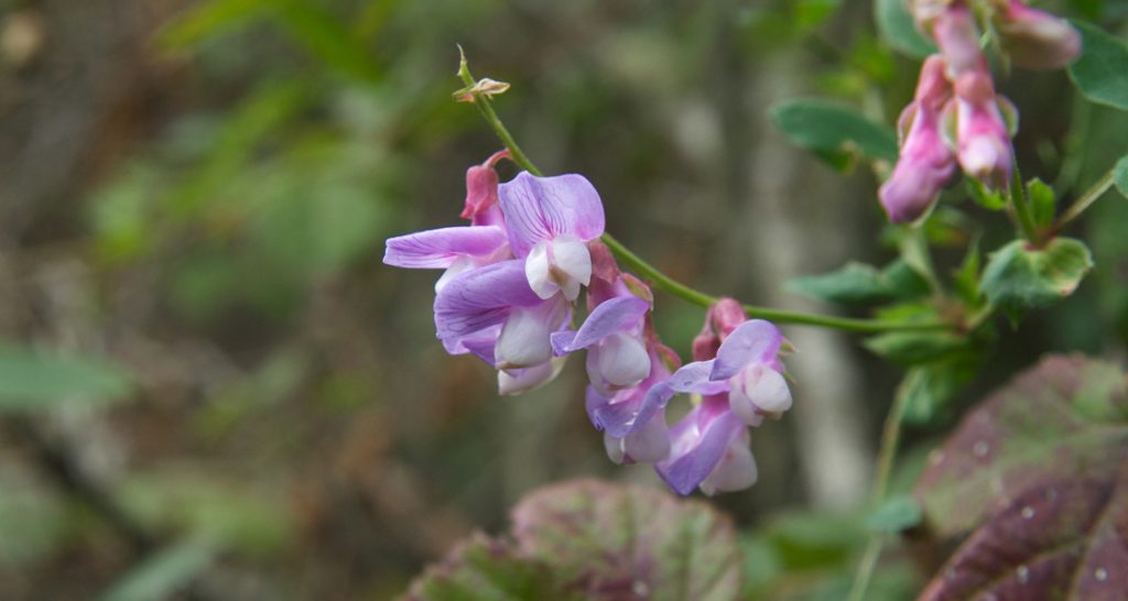 Photo shows pea-plant flower, with purple petals that fold back on themselves.