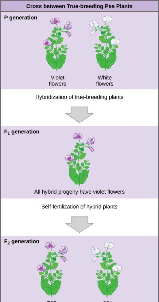 Mendel crossed plants that were true-breeding for violet flower color with plants true-breeding for white flower color (the P generation). The resulting hybrids in the F1 generation all had violet flowers. In the F2 generation, approximately three quarters of the plants had violet flowers, and one quarter had white flowers.