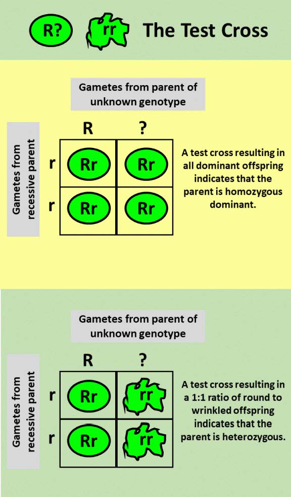 A test cross can be performed to determine whether an organism expressing a dominant trait is a homozygote or a heterozygote.