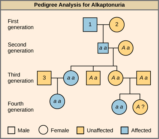 This is a pedigree of a family that carries the recessive disorder alkaptonuria. In the second generation, an unaffected mother and an affected father have three children. One child has the disorder, so the genotype of the mother must be upper case A lower case a, and the genotype of the father is lower case a lower casea. One unaffected child goes on to have two children, one affected and one unaffected. Because her husband was not affected, she and her husband must both be heterozygous. The genotype of their unaffected child is unknown, and is designated upper A question mark. In the third generation, the other unaffected child had no offspring, and his genotype is therefore also unknown. The affected third-generation child goes on to have one child with the disorder. Her husband is unaffected and is labeled 3. The first generation father is affected and is labeled 1; The first generation mother is unaffected and is labeled 2 The Visual Connection question asks the genotype of the three numbered individuals.