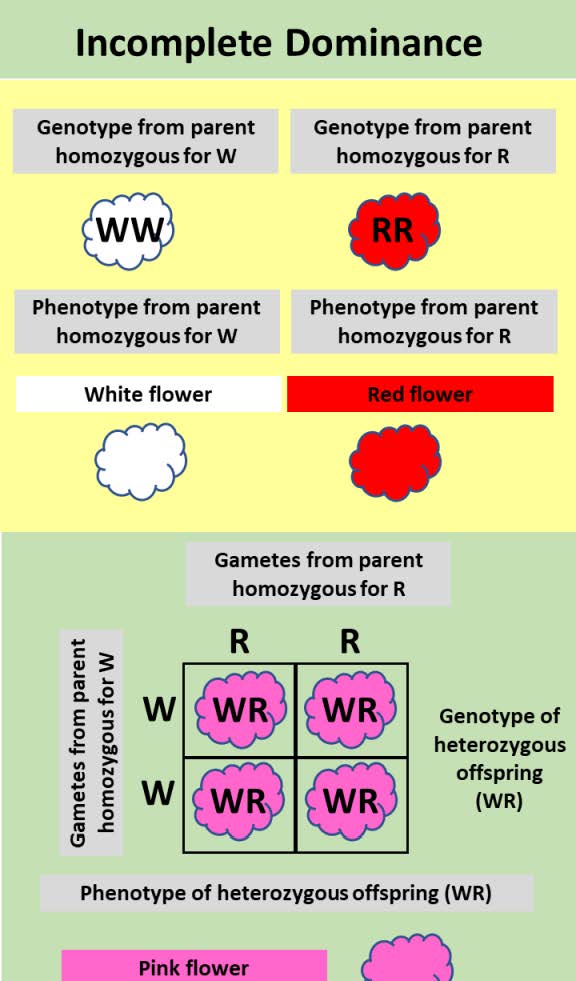 Genotypes and phenotypes observed for incomplete dominance. The example of the snapdragon is used