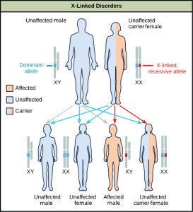 Characteristics and Traits – Biology 2e Part I, 2nd edition