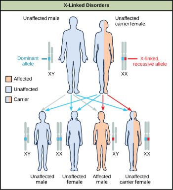 Characteristics and Traits – Biology 2e Part I, 2nd edition