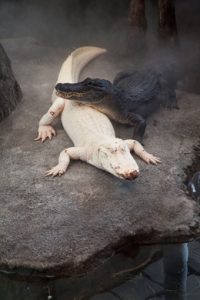 An albino alligator is laying with the head of another alligator, without albinism, resting on its back.