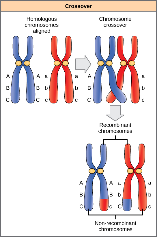 This illustration shows a pair of homologous chromosomes. One of the pair has the alleles upper case A upper case B upper case C, and the other has the alleles lower case a lower case b lower case c. During meiosis, crossover occurs between two of the chromosomes and genetic material is exchanged, resulting in one recombinant chromosome that has the alleles upper A upper B lower c and another that has the alleles lower a lower b upper C. The other two chromosomes are non-recombinant and have the same arrangement of genes as before meiosis.