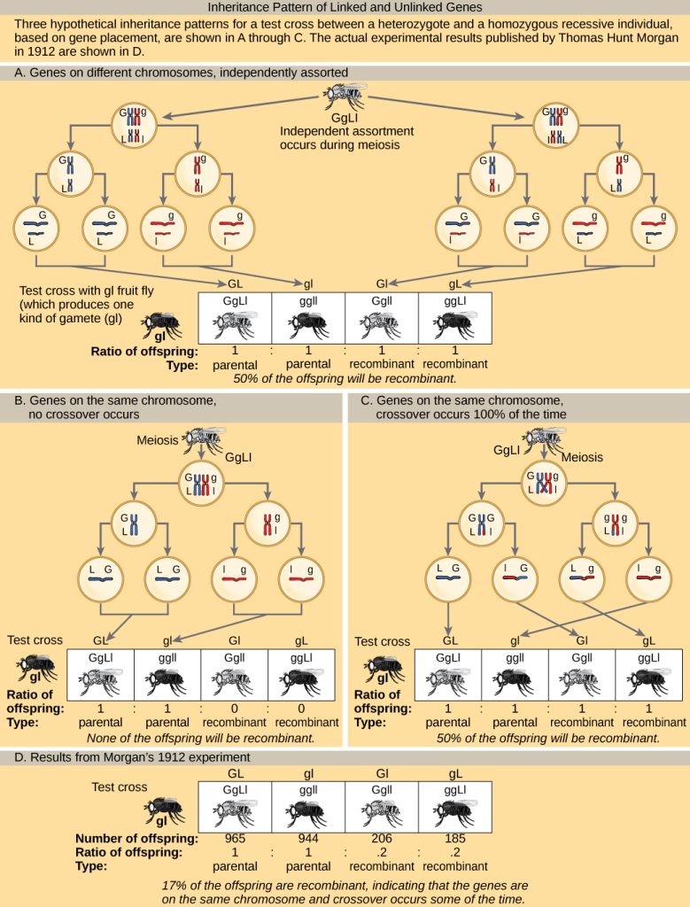 The illustration shows the possible inheritance patterns of linked and unlinked genes. The example used includes fruit fly body color and wing length. Fruit flies may have a dominant gray color upper case G, or a recessive black color lower case g. They may have dominant long wings upper case L, or recessive short wings, lower case l. Three hypothetical inheritance patterns for a test cross between a heterozygous and a recessive fruit fly are shown, based on gene placement. The actual experimental results published by Thomas Hunt Morgan in 1912 are also shown. In the first hypothetical inheritance pattern in part a, the genes for the two characteristics are on different chromosomes. Independent assortment occurs so that the ratio of genotypes in the offspring is 1 upper G lower g upper L lower l colong 1. lower g lower g lower l lower l colon 1. upper G lower g lower l lower l colong 1. lower g lower g upper L lower l, and 50% of the offspring are nonparental types. In the second hypothetical inheritance pattern in part b, the genes are close together on the same chromosome so that no crossover occurs between them. The ratio of genotypes is 1 upper G lower g upper L lower l colon 1. lower g lower g lower l lower l, and none of the offspring are recombinant. In the third hypothetical inheritance pattern in part c, the genes are far apart on the same chromosome so that crossing over occurs 100% of the time. The ratio of genotypes is the same as for genes on two different chromosomes, and 50% of the offspring are recombinant, nonparental types. Part d shows that the number of offspring that Thomas Hunt Morgan actually observed was 965 colon 944 colon 206 colon 185, which is upper G lower g upper L lower l colon lower g lower g lower l lower l colon upper G lower g lower l lower l colon, lower g lower g upper L lower l. Seventeen percent of the offspring were recombinant, indicating that the genes are on the same chromosome and crossing over occurs between them some of the time.