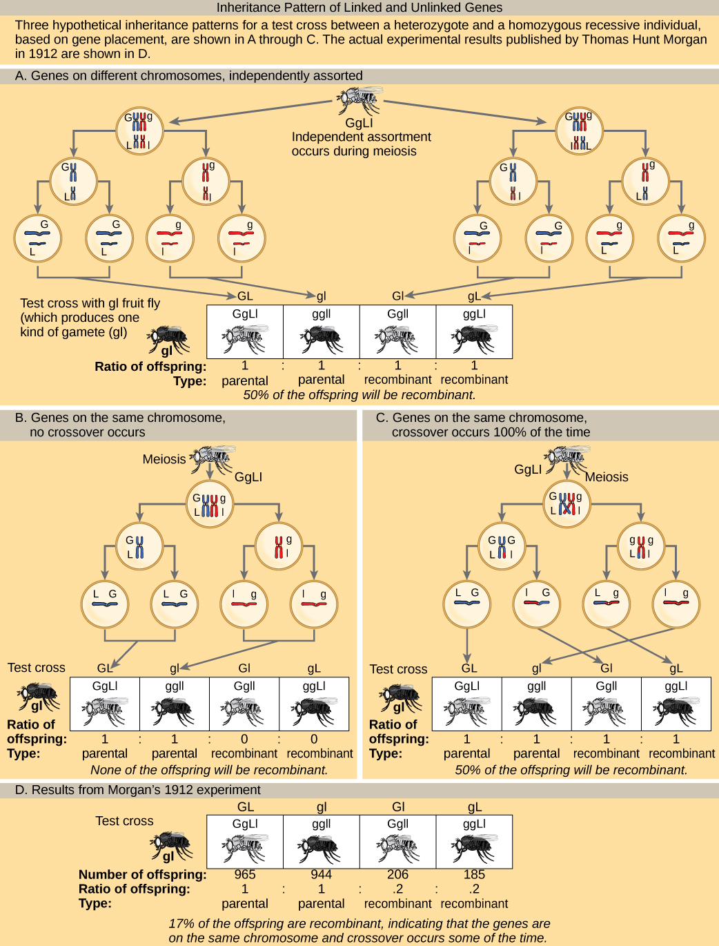 Chromosomal Theory And Genetic Linkage – Biology Part I