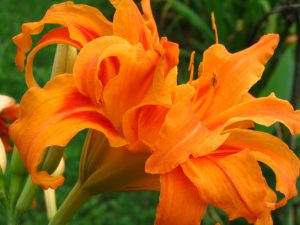 Photo shows an orange day lily, which is a plant with a large flower; the flower looks like it is bursting with orange petals.