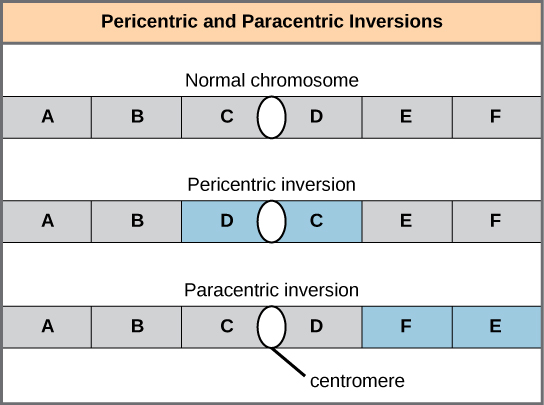 Illustration shows pericentric and paracentric inversions. In this example, the order of genes in the normal chromosome is A B C D E F, with the centromere between genes C and D. In the pericentric inversion the order is A B D C E F. In the paracentric inversion example, the resulting gene order is A B C D F E.