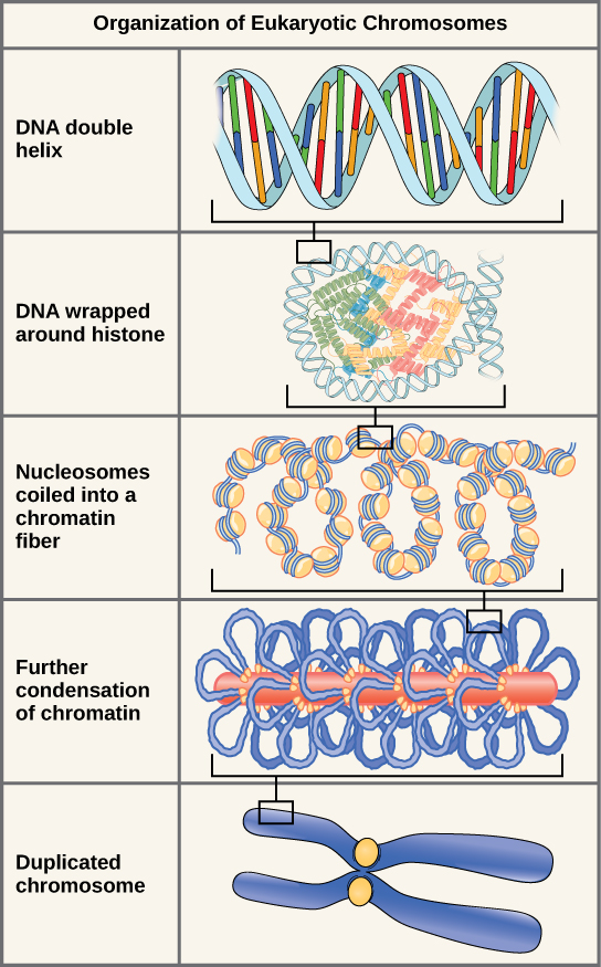 Illustration shows the levels of organization of eukaryotic chromosomes, starting with the D N A double helix, which wraps around histone proteins. The entire D N A molecule wraps around many clusters of histone proteins, forming a structure that looks like beads on a string, which are nucleosomes coiled into a chromatin fiber. The chromatin is further condensed by wrapping around a protein core. The result is a compact chromosome, shown in duplicated form, which is the shape of an x.