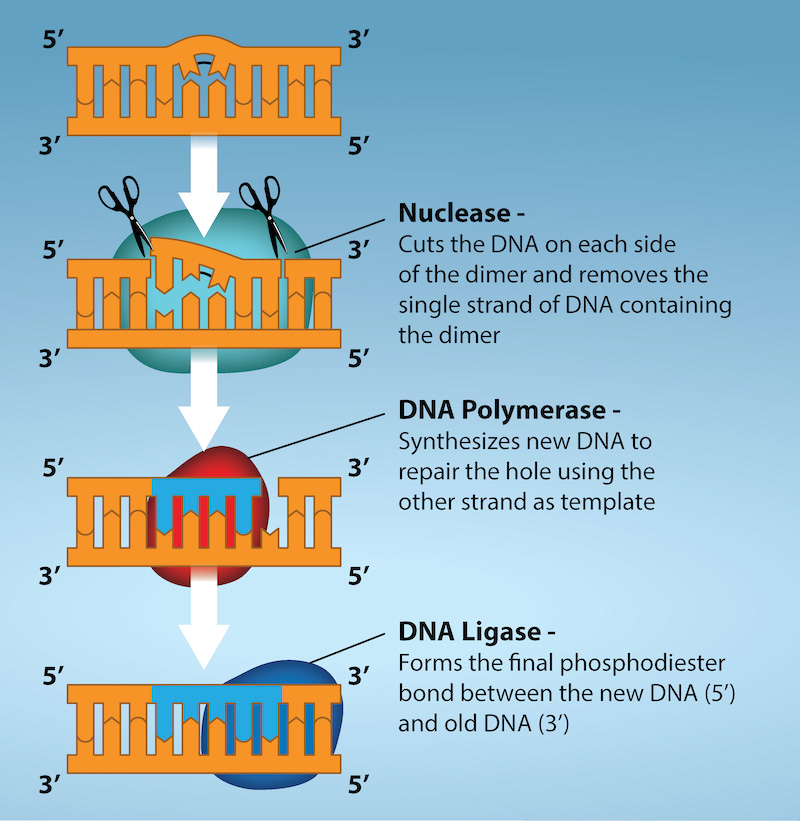 Illustration shows a D N A strand in which a thymine dimer has formed. Excision repair enzyme cut out the section of D N A that contains the dimer so it can be replaced with normal base pairs. Nuclease cuts the D N A on each side of the dimer, and removes the single strand of D N A containing the dimer. DNA Polymerase synthesizes new D N A to repair the hole. D N A ligase forms the final phosphidiester bond between the new D N A and old D N A.
