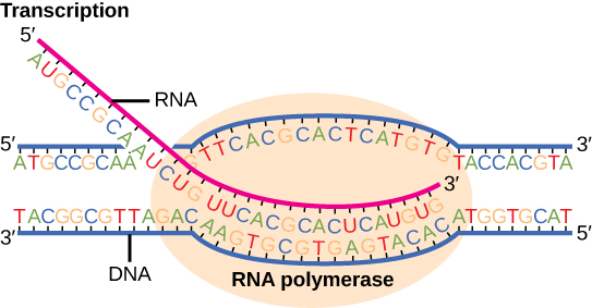 Illustration shows R N A synthesis by R N A polymerase. The R N A strand is synthesized in the 5 prime to 3 prime direction.