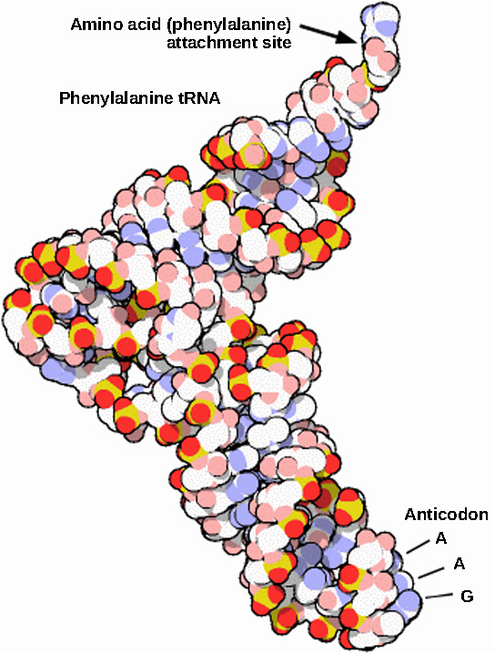 The molecular model of phenylalanine t R N A is L shaped. At one end is the anticodon A A G. At the other end is the attachment site for the amino acid phenylalanine.