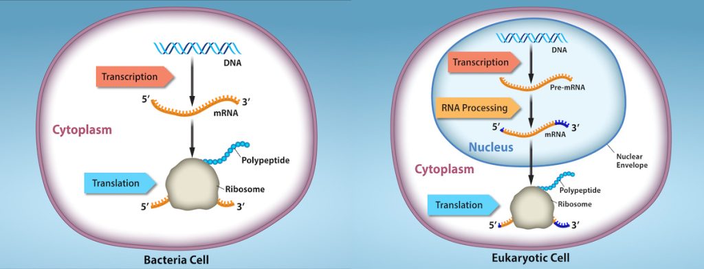 Prokaryotic cells do not have a nucleus, and D N A is located in the cytoplasm. Ribosomes attach to the m R N A as it is being transcribed from D N A. Thus, transcription and translation occur simultaneously. In eukaryotic cells, the D N A is located in the nucleus, and ribosomes are located in the cytoplasm. After being transcribed, pre m R N A is processed in the nucleus to make the mature mRNA, which is then exported to the cytoplasm where ribosomes become associated with it and translation begins.