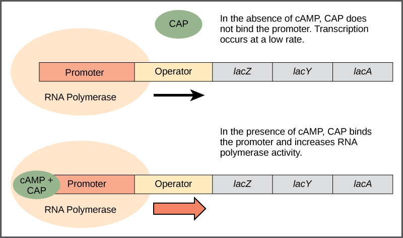The lac operon consists of a promoter, an operator, and three genes named lac Z, lac Y, and lac A that are located in sequential order on the D N A. In the absence of c A M P, the CAP protein does not bind the D N A. R N A polymerase binds the promoter, and transcription occurs at a slow rate. In the presence of c A M P, a CAP, c A M P complex binds to the promoter and increases R N A polymerase activity. As a result, the rate of R N A synthesis is increased.