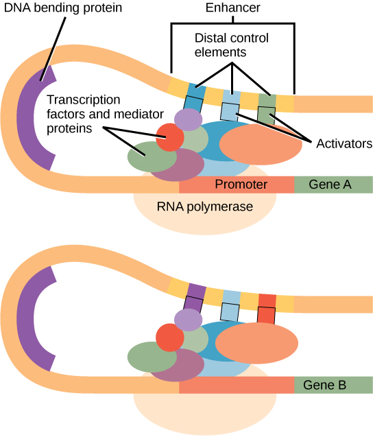 Eukaryotic gene expression is controlled by a promoter immediately adjacent to the gene, and an enhancer far upstream. The D N A folds over itself, bringing the enhancer next to the promoter. Transcription factors and mediator proteins are sandwiched between the promoter and the enhancer. Short D N A sequences within the enhancer called distal control elements bind activators, which in turn bind transcription factors and mediator proteins bound to the promoter. R N A polymerase binds the complex, allowing transcription to begin. Different genes have enhancers with different distal control elements, allowing differential regulation of transcription.