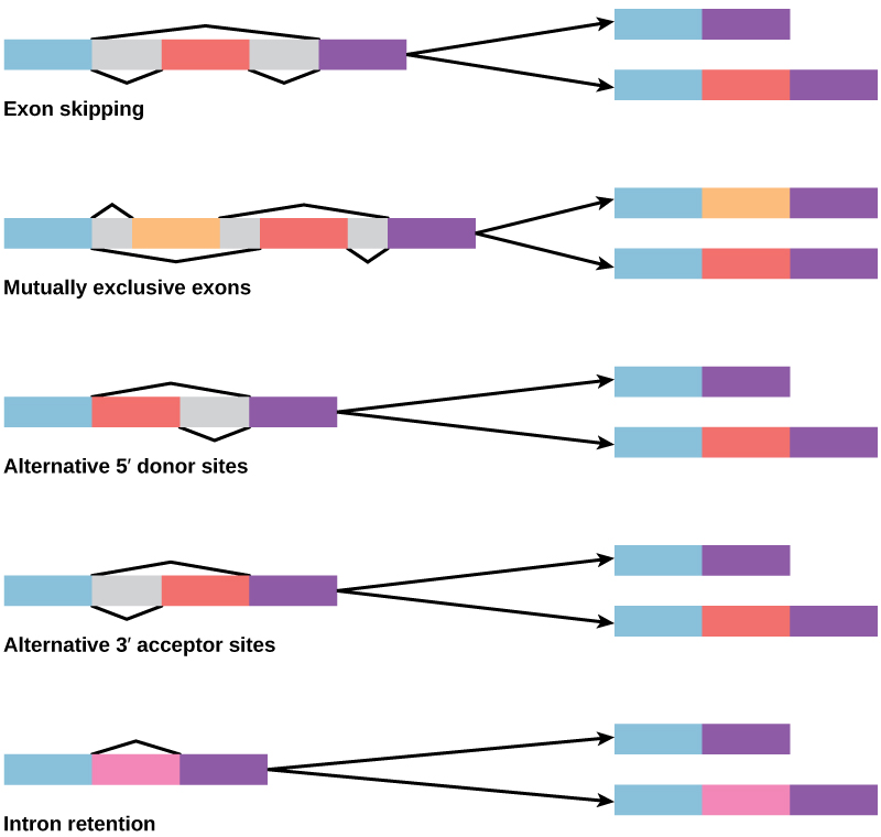 Diagram shows five methods of alternative splicing of pre-mRNA. When exon skipping occurs, an exon is spliced out in one mature mRNA product and retained in another. When mutually exclusive exons are present in the pre-mRNA, only one is retained in the mature mRNA. When an alternative 5’ donor site is present, the location of the 5’ splice site is variable. When an alternative 3’ acceptor site is present, the location of the 3’ splice site is variable. Intron retention results in an intron being retained in one mature mRNA and spliced out in another.