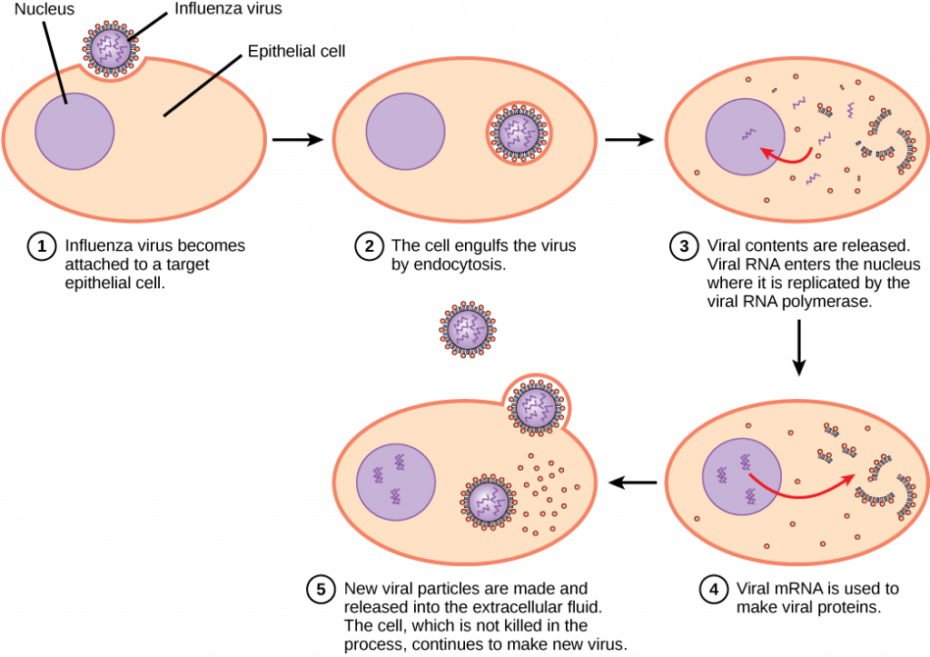 The illustration shows the steps of an influenza virus infection. In step 1, influenza virus becomes attached to a target epithelial cell. In step 2, the cell engulfs the virus by endocytosis, and the virus becomes encased in the cell's plasma membrane. In step 3, the membrane dissolves, and the viral contents are released into the cytoplasm. Viral m R N A enters the nucleus, where it is replicated by viral R N A polymerase. In step 4, viral m R N A exits to the cytoplasm, where it is used to make viral proteins. In step 5, new viral particles are released into the extracellular fluid. The cell, which is not killed in the process, continues to make new virus.