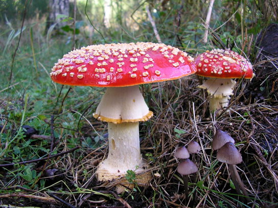 Photo shows two large mushrooms, each with a wide white base and a bright red cap. The caps are dotted with small white protrusions.
