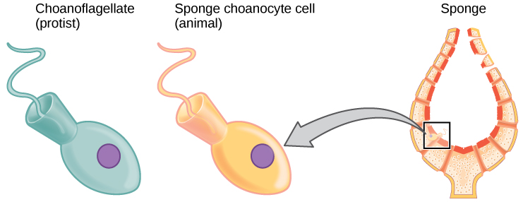 The image on the left shows a choanoflagellate, which is a single-celled protest. The image on the right shows a sponge choanocyte cell that lines the inside of a sponge. The two cells appear identical. Both are egg shaped with a cone at the back end. A flagellum juts out from the wide part of the cone.