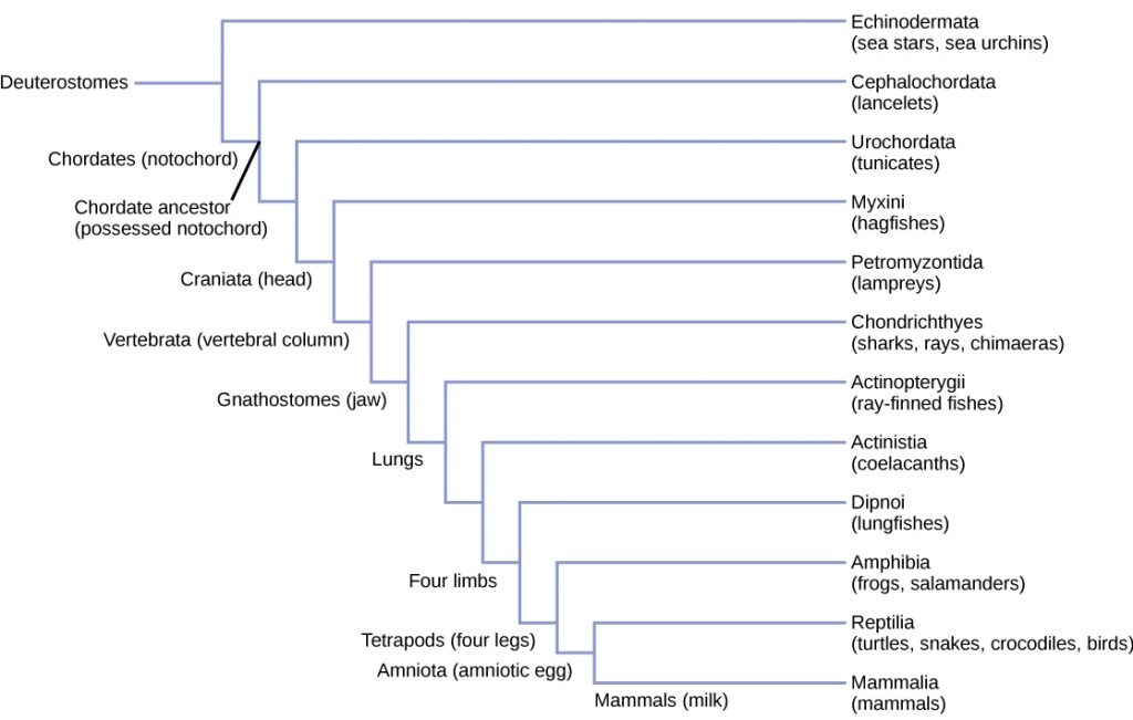 The deuterostome phylogenetic tree includes Echinodermata and chordata. Chordates possess an notochord and include chephalochordates (lancelets), urochordata (tunicates) craniata, which have a cranium. Craniata includes the Myxini (hagfish) and vertebrata, which possess a vertebral column. Vertebrata includes the Petromyzontida (lampreys) and Gnathostomes, which possess a jaw. Gnathostomes include Actinopterygii (ray finned fishes) and animals with four limbs. Animals with four limbs include Actinistia (coelacanths), dipnoi (lungfishes) and tetrapods, or animals with four legs. Tetrapods include amphibian (frogs and salamanders) and Amniotic, which possess an amniotic egg. Amniota includes reptilian (turtles, snakes, crocodiles and birds) and mammalia, or animals that produce milk.