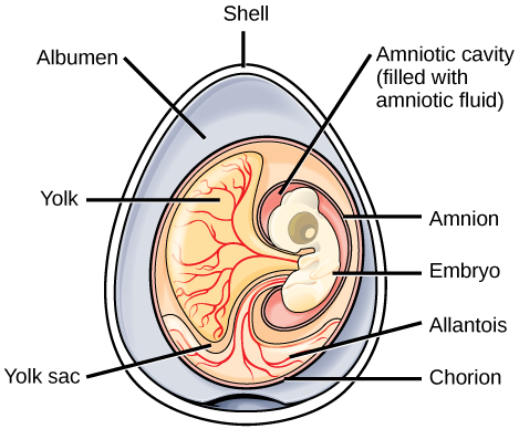 The illustration shows a cross section of an egg. The outer covering is called the shell. There is a circular mass inside with many different parts. Surrounding the mass, within the shell is the albumen. The outer layer of the circular mass is the churion. An embryo is contained within an amniotic cavity, filled with amniotic fluid. Attached to the embryo is a yolk sac, filled with a yolk substance. Vein like features, called allantois, extend from the choriion ot the embryo.