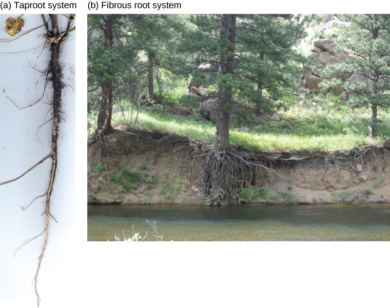 First photo shows carrots, which are thick tap roots that have thin lateral roots extending from them. Second photo shows trees growing along a river bank. The bank has worn away, showing a fibrous root system beneath the soil.