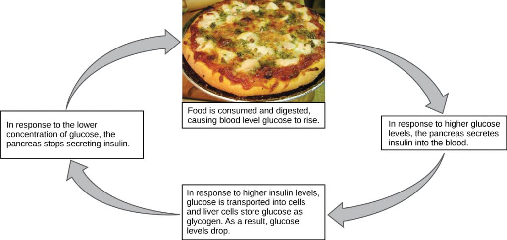 Illustration shows the response to consuming a meal. When food is consumed and digested, blood glucose levels rise. In response to the higher concentration of glucose, the pancreas secretes insulin into the blood. In response to the higher insulin levels in the blood, glucose is transported into many body cells. Liver cells store glucose as glycogen. As a result, glucose levels drop. In response to the lower concentration of glucose, the pancreas stops secreting insulin.