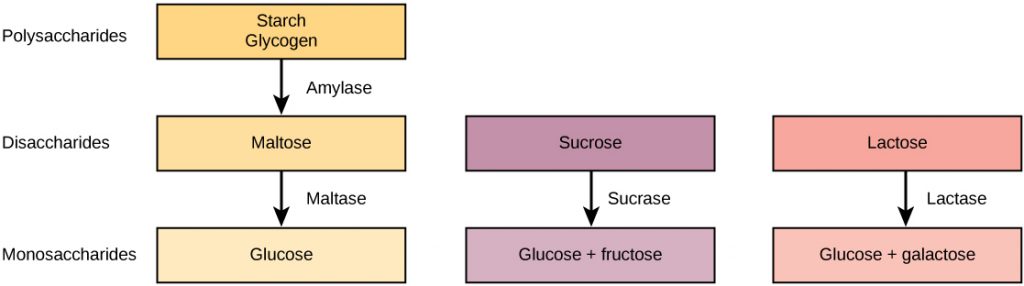 Pathways for the breakdown of starch and glycogen, sucrose, and lactose are shown. Starch and glycogen, which are both polysaccharides, are broken down by amylase into the disaccharide maltose. Maltose is then broken down by maltase into the monosaccharaide glucose. Sucrose, a disaccharide, is broken down by sucrase into the monosaccharides glucose and fructose. Lactose, also a disaccharide, is broken down by lactase into glucose and galactose.