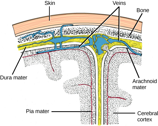 Illustration shows the three meninges that protect the brain. The outermost layer, just beneath the skull, is the dura mater. The dura mater is the thickest meninge, and blood vessels run through it. Beneath the dura mater is the arachnoid mater, and beneath this is the pia mater.