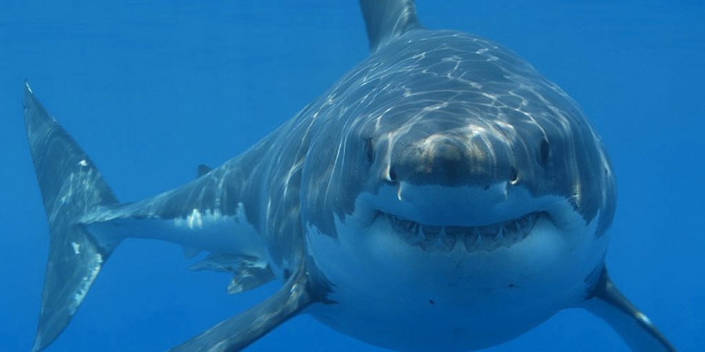 Photo shows a shark swimming toward the camera.