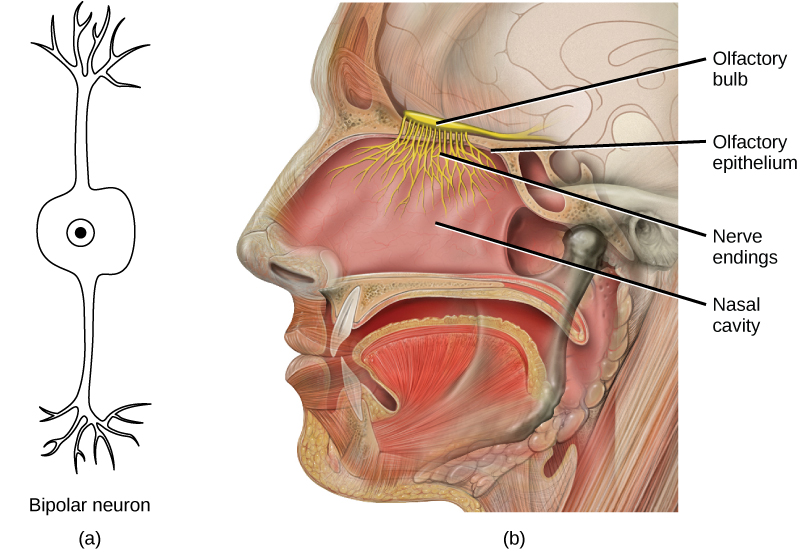 Illustration A shows a bipolar neuron, which has two dendrites. Illustration B shows a cross section of a human head. The nostrils lead to the nasal cavity, which sits above the mouth. The olfactory bulb is just above the olfactory epithelium that lines the nasal cavity. Nerve endings, resembling a cluster of small, thin extensions much like the roots of a plant, run from the bulb into the nasal cavity.
