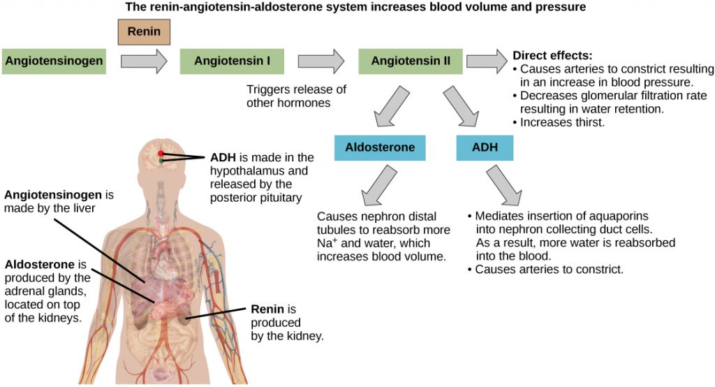 The Renin-angiotensin-aldosterone pathway involves four hormones: renin, which is made in the kidney, angiotensin, which is made in the liver, aldosterone, which is made in the adrenal glands, and A D H, which is made in the hypothalamus and secreted by the posterior pituitary. The adrenal glands are located on top of the kidneys, and the hypothalamus and pituitary are in the brain. The pathway begins when renin converts angiotensin into angiotensin I. Angiotensin I is the converted into angiotensin I I. Angiotensin I I has several direct effects. These include arterial constriction, which increases blood pressure, decreasing the glomerular filtration rate, which results in water retention, and increasing thirst. Angiotensin I I also triggers the release of two other hormones, aldosterone and A D H. Aldosterone causes nephron distal tubules to reabsorb more sodium and water, which increases blood volume. A D H moderates the insertion of aquaporins into the nephridial collecting ducts. As a result, more water is reabsorbed by the blood. A D H also causes arteries to constrict.