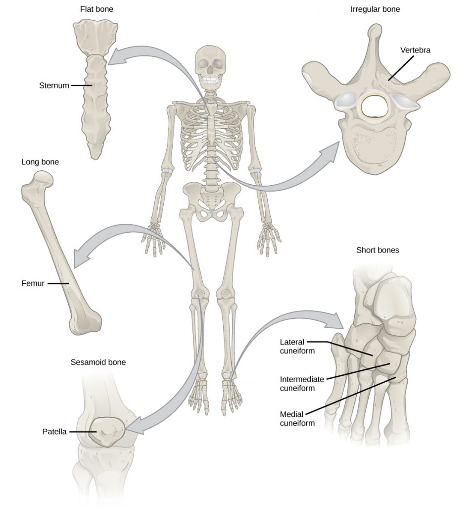Illustration shows classification of different bone types. The sternum at the front, middle of the rib cage is a flat bone. The femur is a long bone. The patella is small and circular, and is called a sesamoid bone. The vertebrae are irregular bones, with holes in their centers and the bones of the foot are short bones, called lateral cuneiform, intermediate cuneiform, and medial cuneiform.