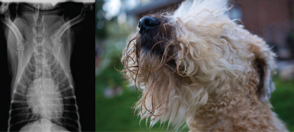 An X-ray on the left shows a dog heart, which appears as a white, oblong mass, surround by virtually transparent lung tissue. The photo on the right shows a dog.