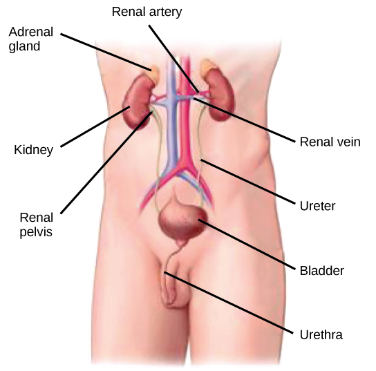 Illustration shows the placement of the kidneys and bladder in a human man. The two kidneys face one another and are located on the posterior side, about halfway up the back. A renal artery and a renal vein extend from the inside middle of each kidney, toward a major blood vessel that runs up the middle of the body. A ureter runs down from each kidney to the bladder, a sac that sits just above the pelvis. The urethra runs down from the bottom of the bladder and through the penis. The adrenal glands are lumpy masses that sit on top of the kidneys.